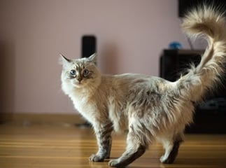 chat remue sa queue